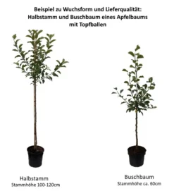 Biesterfelder Renette Malus Domestica -Obstgartenliebe Geschaft 0 Baumformen Buschbaum und HalbstammS5vYIQ31hIXZM