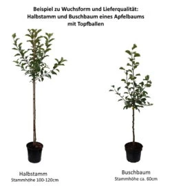 Spanischer Krautapfel Malus Domestica `Spanischer Krautapfel´ -Obstgartenliebe Geschaft 0 Baumformen Buschbaum und HalbstammimAWbK78504VP