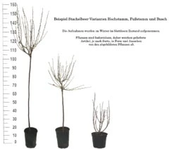 Tatjana, Grün, Fast Stachellos Ribes Uva-crispa `Tatjana´ -Obstgartenliebe Geschaft 1 Beispiel Stachelbeeren Wuchsformen5728MZOmFH4CB