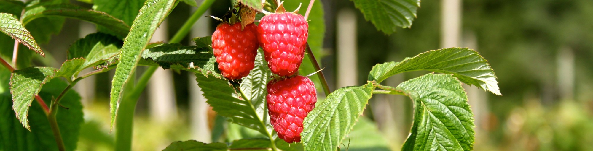 Obstgartenliebe Geschaft -Obstgartenliebe Geschaft 1515569389