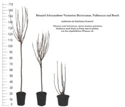 Rolan Ribes Rubrum `Rolan´ 9 Rolan Ribes Rubrum `Rolan´ -Obstgartenliebe Geschaft 1Beispiel Johannisbeere WuchsformenubMxZbmWVRpso