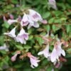 Abelie `Pinky Bells®´ Abelia Grandiflora