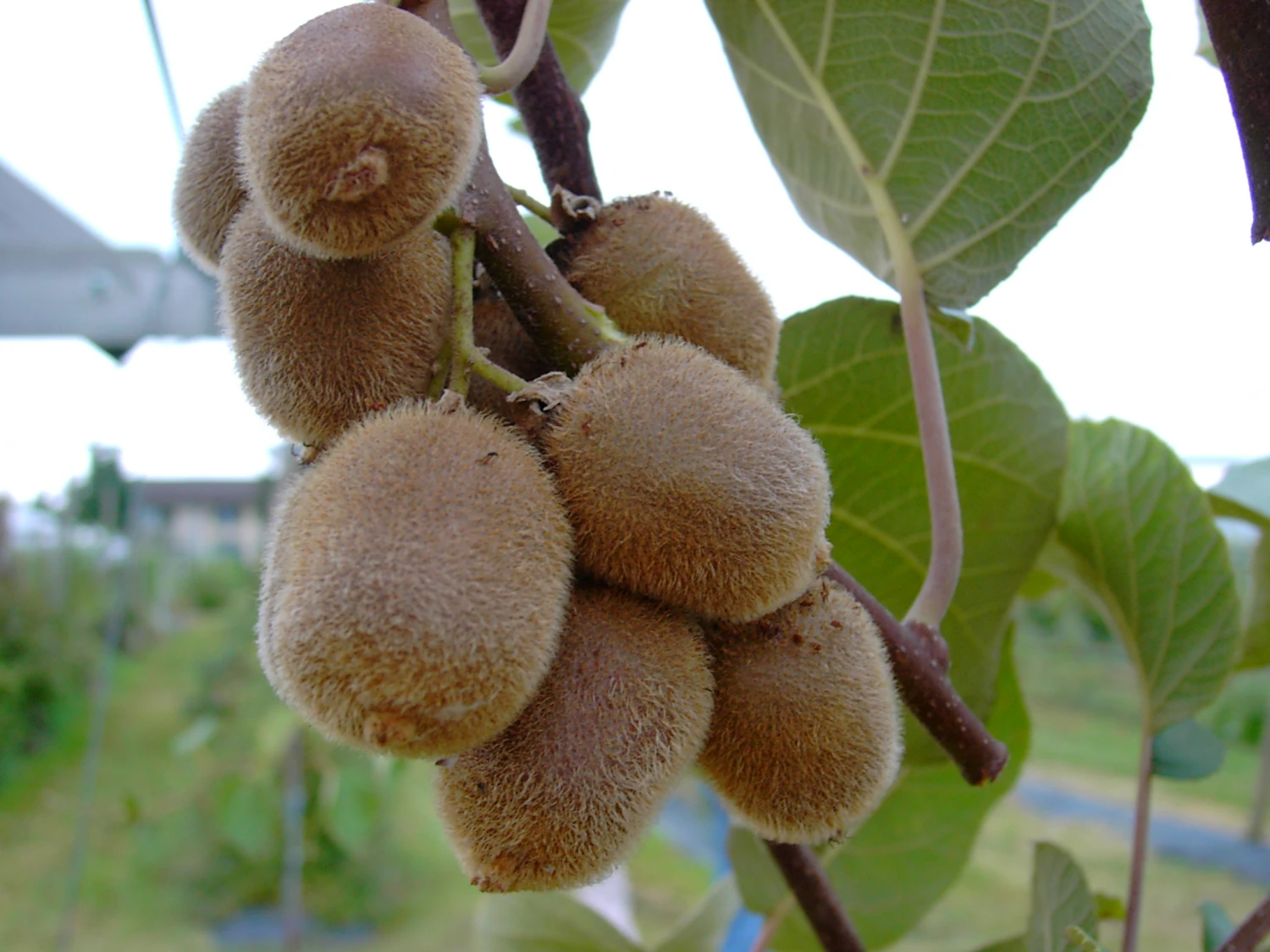 Kiwi Hayward (weiblich) Actinidia Chinensis `Hayward´ 1 Kiwi Hayward (weiblich) Actinidia Chinensis `Hayward´