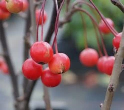 Zwerg-Zierapfel `Adirondack´ Malus ´Adirondack´ 7 Zwerg-Zierapfel `Adirondack´ Malus ´Adirondack´ -Obstgartenliebe Geschaft Adirondack Frucht Oktober