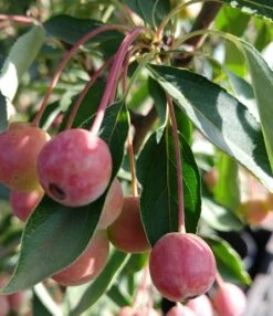 Zwerg-Zierapfel `Adirondack´ Malus ´Adirondack´ 6 Zwerg-Zierapfel `Adirondack´ Malus ´Adirondack´ -Obstgartenliebe Geschaft Adirondack159a6b45818e9e