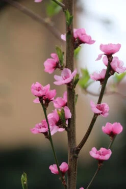 Säulen-Nektarine `Alice Col´ Ⓢ Prunus Nucipersica `Alice Col´ -Obstgartenliebe Geschaft Alice Col Bl te