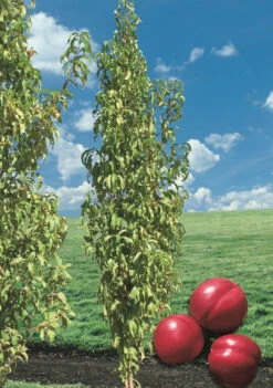 Obstgartenliebe Geschaft -Obstgartenliebe Geschaft Alice Col Wuchs