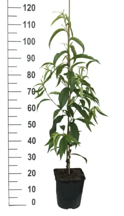 Säulen-Nektarine `Alice Col´ Ⓢ Prunus Nucipersica `Alice Col´ -Obstgartenliebe Geschaft Alice Col weiss scaled
