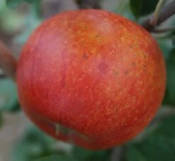 Alkmene Malus Domestica -Obstgartenliebe Geschaft Alkmene5b8547cfd7c99