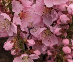 Zwergpfirsich `Amber® Pix ZeeⓈ´ Prunus Persica -Obstgartenliebe Geschaft Amber Pix Zee