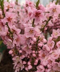 Zwergpfirsich `Amber® Pix ZeeⓈ´ Prunus Persica -Obstgartenliebe Geschaft Amber Pix Zee1