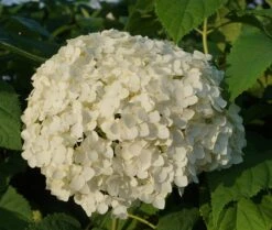 Garten-Hortensie `Incrediball®´ Hydrangea Arborescens -Obstgartenliebe Geschaft Anabelle Hortensie