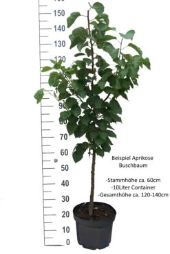 Aprikose `Bergeron´ Prunus Armeniaca `Bergeron´ -Obstgartenliebe Geschaft Aprikose Beispiel Buschbaum