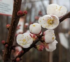 Ungarische Beste Prunus Armeniaca `Ungarische Beste´ 8 Ungarische Beste Prunus Armeniaca `Ungarische Beste´ -Obstgartenliebe Geschaft Aprikose Bl te