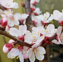 Kompakt Wachsende Aprikose `CompactaⓇ´ Prunus Armeniaca `Compacta´ -Obstgartenliebe Geschaft Aprikose Compacta