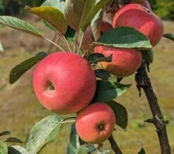 Säulenapfel Arbat ® Malus Domestica -Obstgartenliebe Geschaft Arbat S ulenapfel2