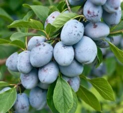 Bühler Frühzwetsche Prunus Domestica `Bühler Frühzwetsche´