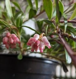 Echte Bärentraube Arctostaphylos Uva-ursi -Obstgartenliebe Geschaft B rentraube Bl te
