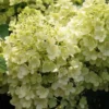 Rispenhortensie `Bobo®´ Hydrangea Paniculata `Bobo´