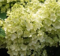 Rispenhortensie `Bobo®´ Hydrangea Paniculata `Bobo´
