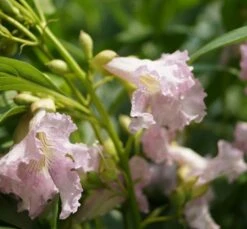 Sommerglocke / Baumoleander `Summer Bells´ Chitalpa Tashkentensis `Summer Bells´ -Obstgartenliebe Geschaft Baumoleander Summer Bells 1