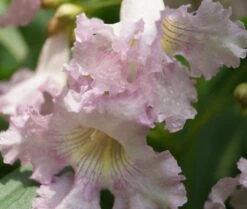 Sommerglocke / Baumoleander `Summer Bells´ Chitalpa Tashkentensis `Summer Bells´ -Obstgartenliebe Geschaft Baumoleander Summer Bells 4