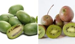 Bayernkiwi 3er-Set Mit Großfrüchtigen Sorten Actinidia Arguta