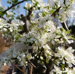 Mirabelle `Bellamira´ ® Prunus Domestica Subsp. Syriaca `Bellamira´ 9 Mirabelle `Bellamira´ ® Prunus Domestica Subsp. Syriaca `Bellamira´ -Obstgartenliebe Geschaft Bellamira 1