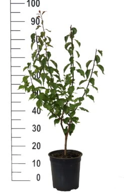 Japanische Zier-Aprikose `Beni-chi-dori´ Prunus Mume `Beni-chi-dori´ -Obstgartenliebe Geschaft Beni chi dori Zieraprikose