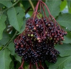 Holunder Haschberg Sambucus Nigra `Haschberg´ -Obstgartenliebe Geschaft Bilder Green Base 075