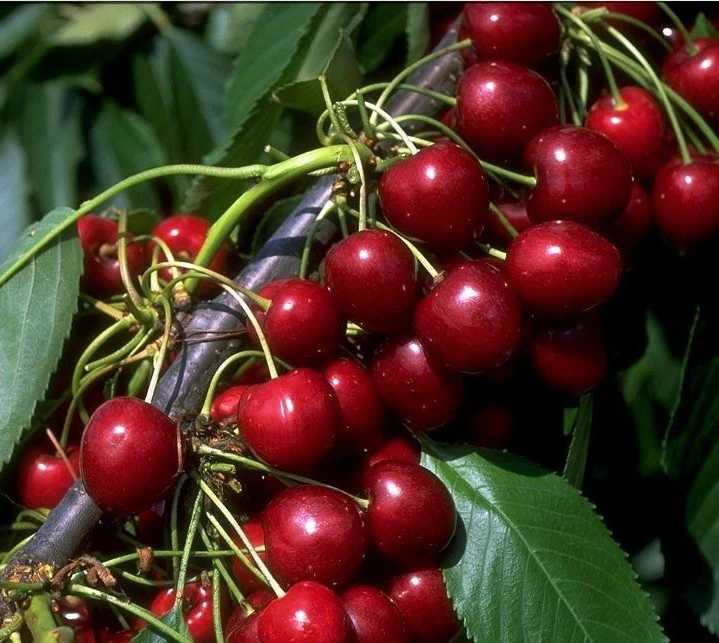 Kordia Prunus Avium `Kordia´ 1 Kordia Prunus Avium `Kordia´