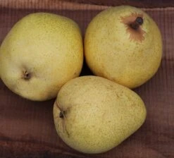 Säulenbirne `Pirini Myway®´ Pyrus Communis `Pirini Myway®´