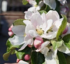 Holsteiner Cox Malus Domestica 7 Holsteiner Cox Malus Domestica -Obstgartenliebe Geschaft Bl te Holst Cox