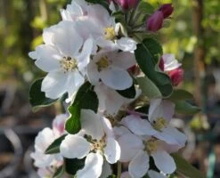 Säulenapfel `James Grieve Super Compact ®´ Malus Domestica `James Grieve Super Compact´ -Obstgartenliebe Geschaft Bl te James Grieve Super Compact