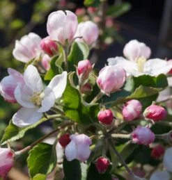 Jonagold Malus Domestica -Obstgartenliebe Geschaft Bl te Jonagold