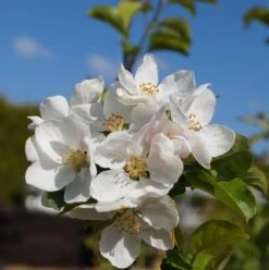 Zierapfel `Red Sentinel´ Malus `Red Sentinel´ 5 Zierapfel `Red Sentinel´ Malus `Red Sentinel´ -Obstgartenliebe Geschaft Bl te Red Sentinel