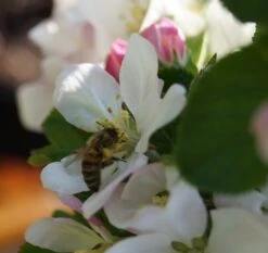 Säulenapfel `Rondo´ Malus Domestica `Rondo´ 10 Säulenapfel `Rondo´ Malus Domestica `Rondo´ -Obstgartenliebe Geschaft Bl te Rondo mit Biene