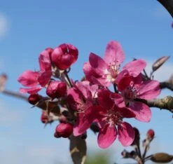 Rotfleischiger Apfel Malus Domestica -Obstgartenliebe Geschaft Bl te Rotfleischiger Apfel