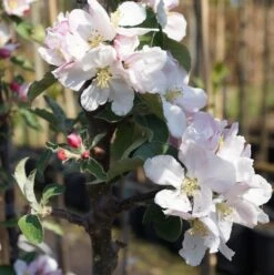 Säulenapfel `Suncats´ Malus Domestica -Obstgartenliebe Geschaft Bl te Suncats
