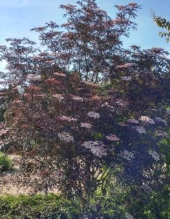 Holunder Black Lace ® Sambucus Nigra `Black Lace´ 11 Holunder Black Lace ® Sambucus Nigra `Black Lace´ -Obstgartenliebe Geschaft Blace Lace Strauch