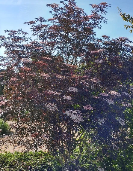Holunder Black Lace ® Sambucus Nigra `Black Lace´ 5 Holunder Black Lace ® Sambucus Nigra `Black Lace´ – Bild 5