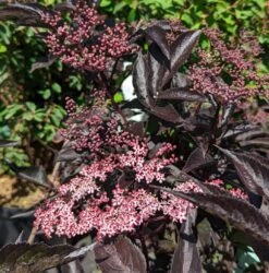 Rotblättriger Holunder `Black Beauty´ Sambucus Nigra `Black Beauty´ -Obstgartenliebe Geschaft Black Beauty1