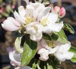 Säulenapfel `Black McIntosh´ Malus Domestica -Obstgartenliebe Geschaft Black McIntosh bL te