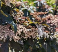 Holunder-Säule Black Tower (R) Sambucus Nigra `Black Tower´ -Obstgartenliebe Geschaft Black Tower1