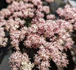 Holunder-Säule Black Tower (R) Sambucus Nigra `Black Tower´ -Obstgartenliebe Geschaft Black tower2
