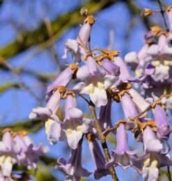 Blauglockenbaum / Kiri-Baum Paulownia Tomentosa