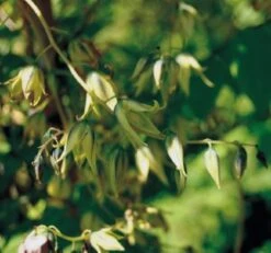 Obstgartenliebe Geschaft -Obstgartenliebe Geschaft Blauschote