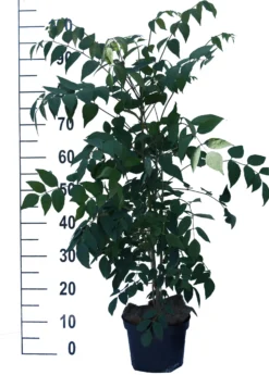 Blauschote / Blaugurkenbaum Decaisnea Fargesii -Obstgartenliebe Geschaft Blauschote Decaisnea weiss