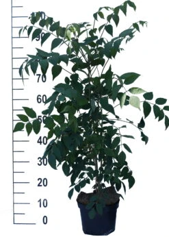 Blauschote / Blaugurkenbaum Decaisnea Fargesii -Obstgartenliebe Geschaft Blauschote Decaisnea weiss