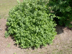 Sibirische Blaubeere "Blue Velvet" Lonicera Kamtschatica `Blue Velvet´ 5 Sibirische Blaubeere "Blue Velvet" Lonicera Kamtschatica `Blue Velvet´ -Obstgartenliebe Geschaft Blue Velvet Kordes Jungpflanzen